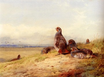  paja Lienzo - Perdiz roja Archibald Thorburn pájaro